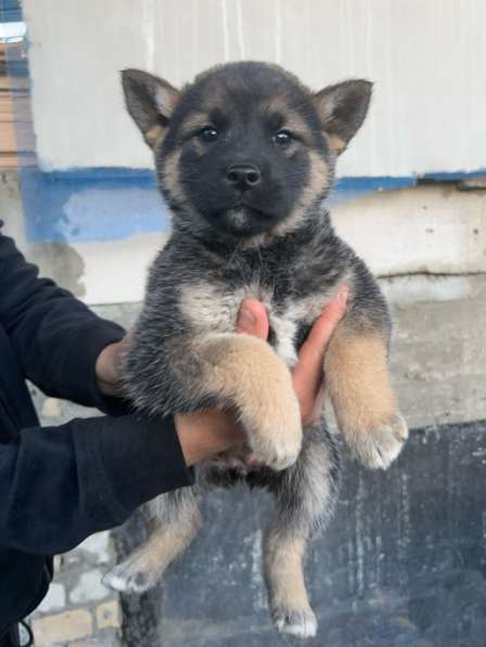 Щенята в Нижнем Новгороде фото 3