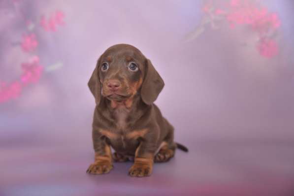 Клубные щенки Таксы гладкошерстные мини и кроличьи в Москве