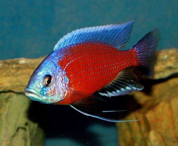 Цихлиды Каданго