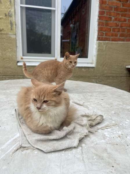 Срочно нужна помощь !!! в Краснодаре фото 3