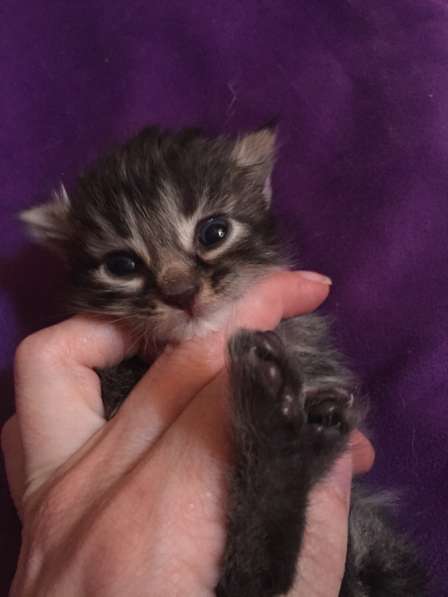 Котенок Прелесть