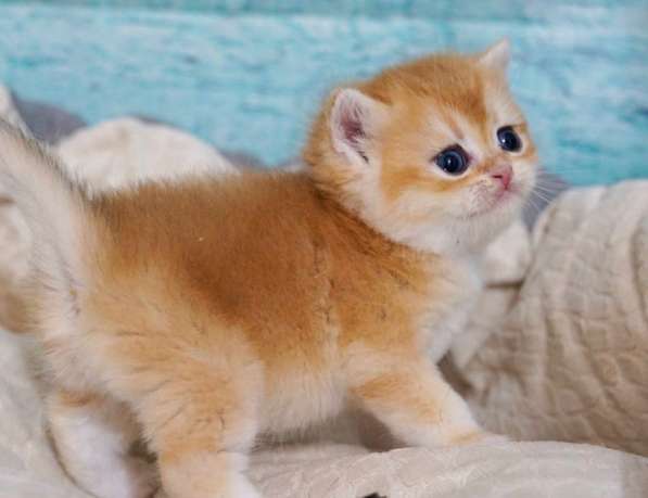 Британский котенок в Краснодаре фото 3