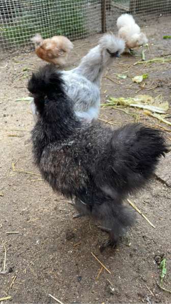 Петухи китайские шелковистые