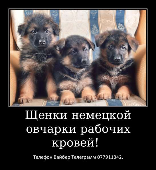 Щенки немецкой овчарки стандартного окраса! в фото 17