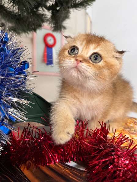 Шотландская золотая шиншила вислоухая в Новороссийске фото 6