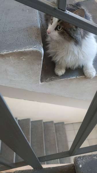 Кастрированный котик в добрые руки в Улан-Удэ фото 4