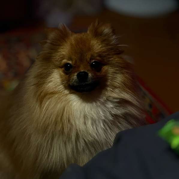 Шпиц в Туле