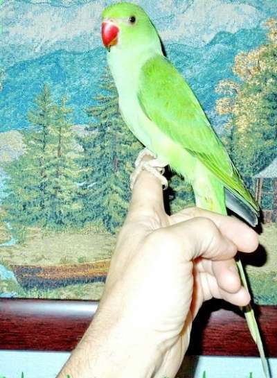 Приму в дар Приму в дар попугайчика в Москве