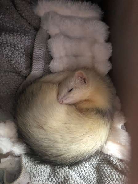 Домашние хорьки ручные