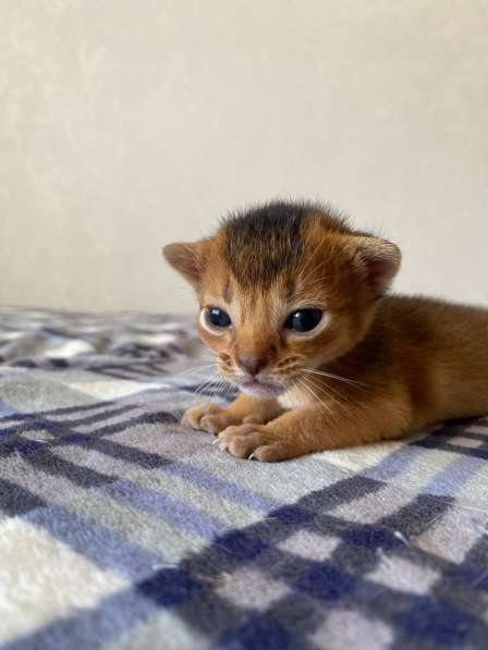 Девочка абиссинка из питомника с документами в фото 3