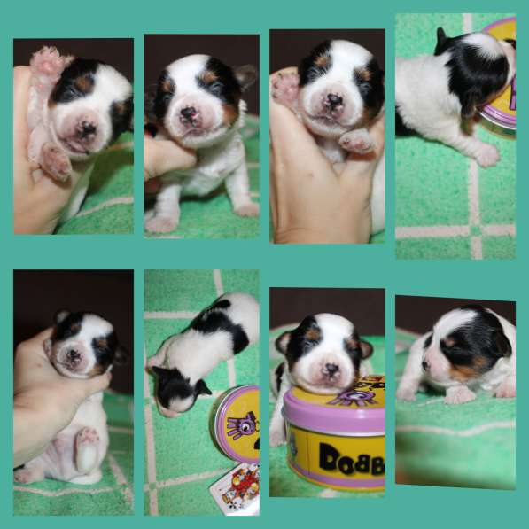 Бивер йорк, щенок