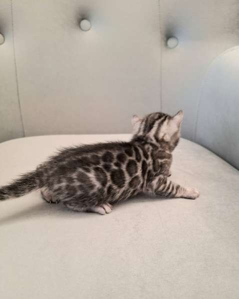 Бенгальские котята
