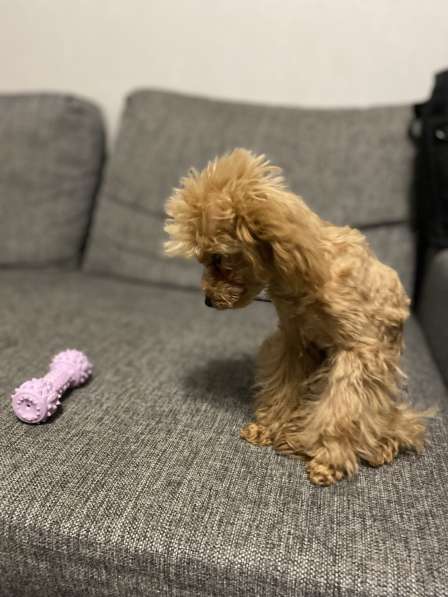 Щенок мальтипу в Волгограде фото 3