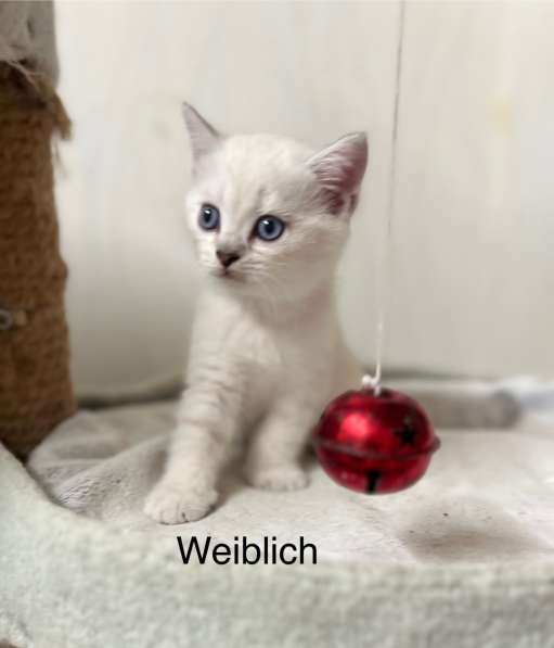 Reinrassige BKH Kitten mit blauen Augen в фото 20