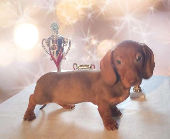 Клубные щенки рыжики