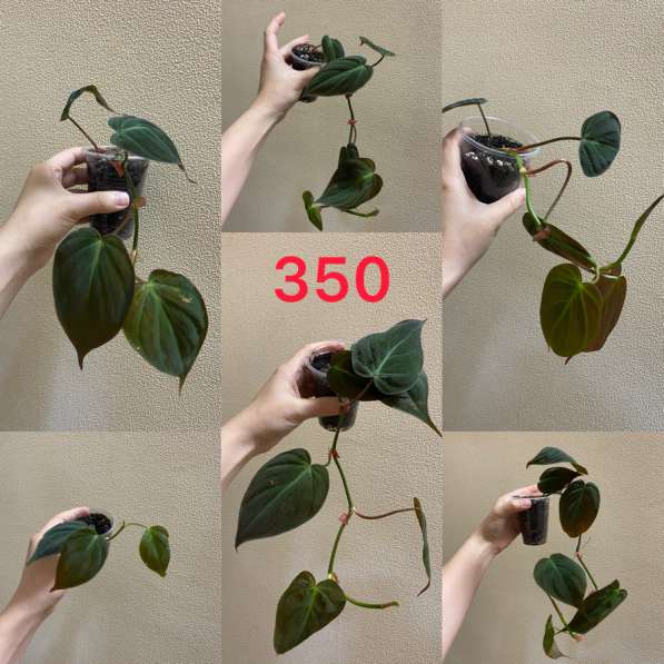 Комнатные растенияСо в Сочи фото 4