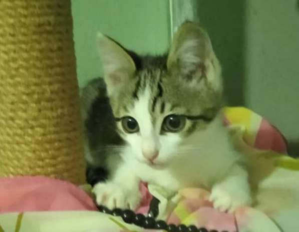 Котенок в добрые руки. Лео, добрейшая душа в Москве фото 8