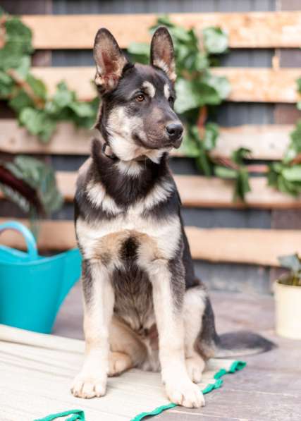 Щенок восточно-европейской овчарки Симбо в добрые руки в Москве