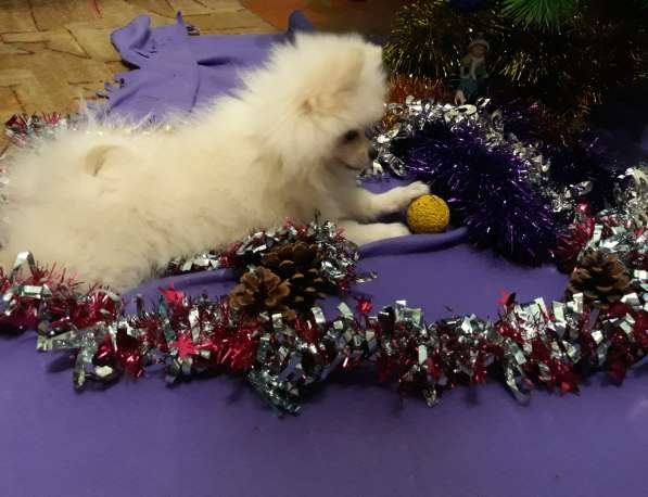 Продажа или обмен. Малый шпиц в Краснодаре