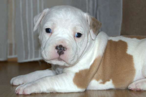 Для ценителей Амстаффтерьера РКФ в Пензе фото 23