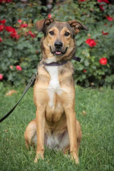 Очаровательная собачка компактного размера в Санкт-Петербурге фото 22