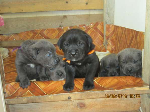 Малыши Корсики 3 мес в Москве фото 14