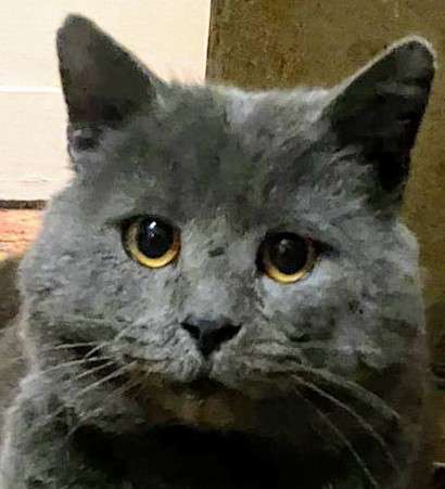 4-летний британский кот даром в Москве фото 7