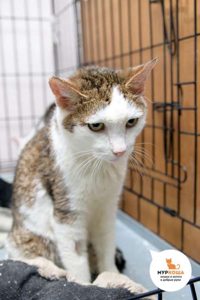 Котик Даймон в Москве фото 4