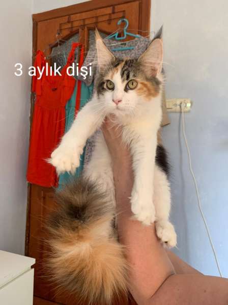 Котята породы Мэйн-кун в фото 12