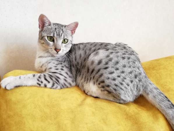 Египетская Мау котята серебряные.Редкая, эксклюзивная порода