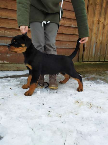 Puppy boy Rottweiler 03.10.2020 в фото 5