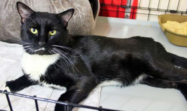 Обольстительный Лавр снова в поисках друга