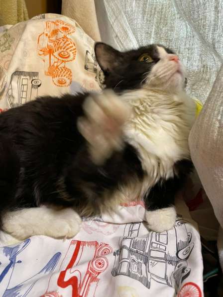 Роскошный нежный молодой котик в Санкт-Петербурге фото 20