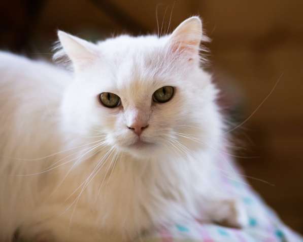 Белый, пушистый и очень ласковый кот в Санкт-Петербурге фото 6