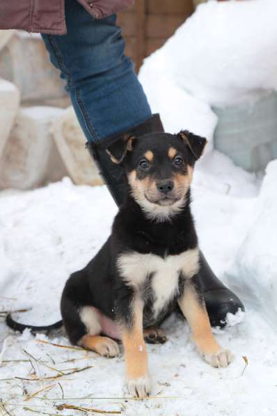 Собака в хорошие руки щенки в Санкт-Петербурге фото 6
