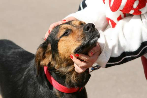 Приют континент тула. Собачий приют в туле. Приют для собак в туле. Возьмите собаку тула. Собака в туле.