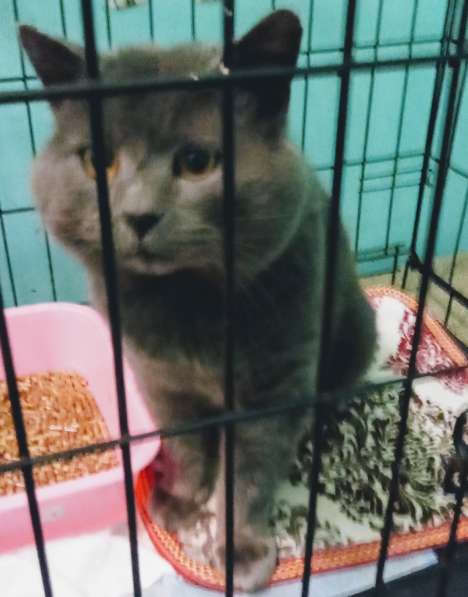 4-летний британский кот даром в Москве фото 14