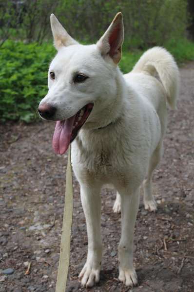 Собака в хорошие руки в Санкт-Петербурге фото 5