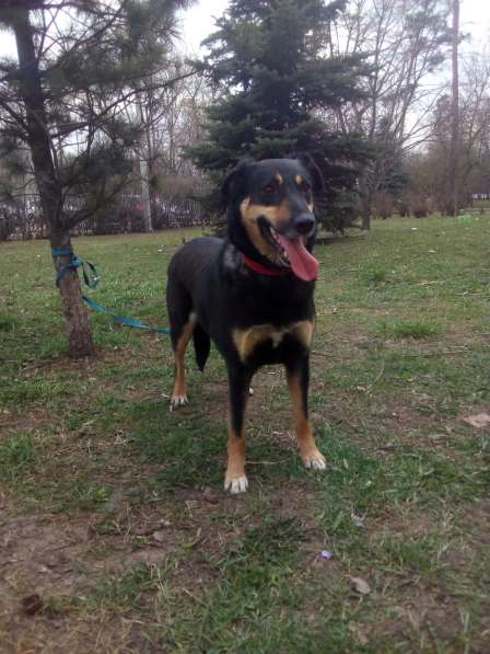 Красавица Лора в добрые руки в Москве фото 15