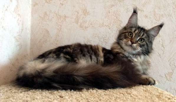 Апельсинки к Новому Году в Рязани фото 97