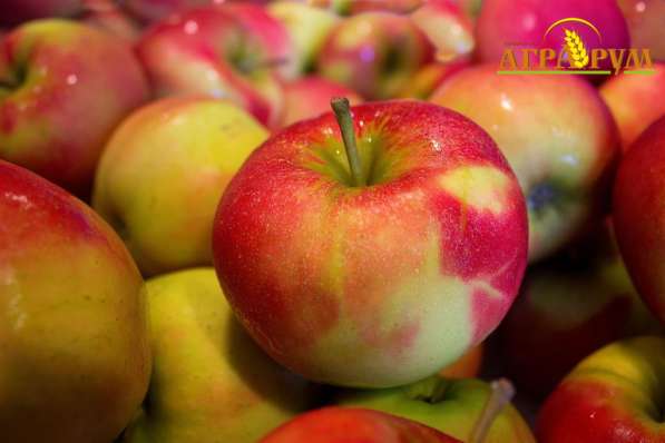 Дистанционный курс по плодоводству в Ростове-на-Дону фото 3