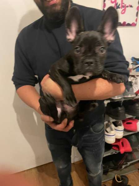 Selling a French bulldog puppy, 3 months old, male. I also h в 