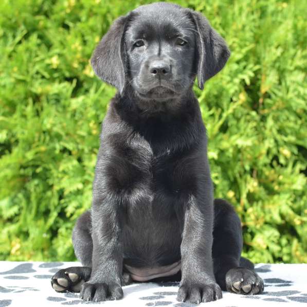 Щенки лабрадора- ретривера в фото 8