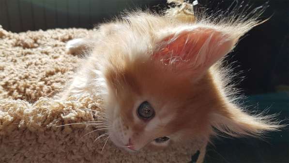 Продаётся красная девочка мейн-кун в Санкт-Петербурге фото 60