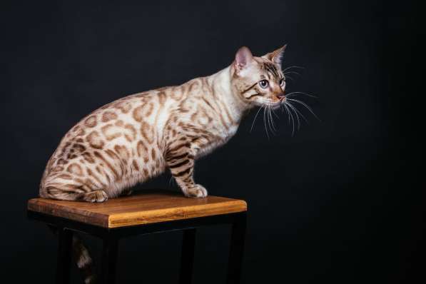 Bengal snow beautiful cat