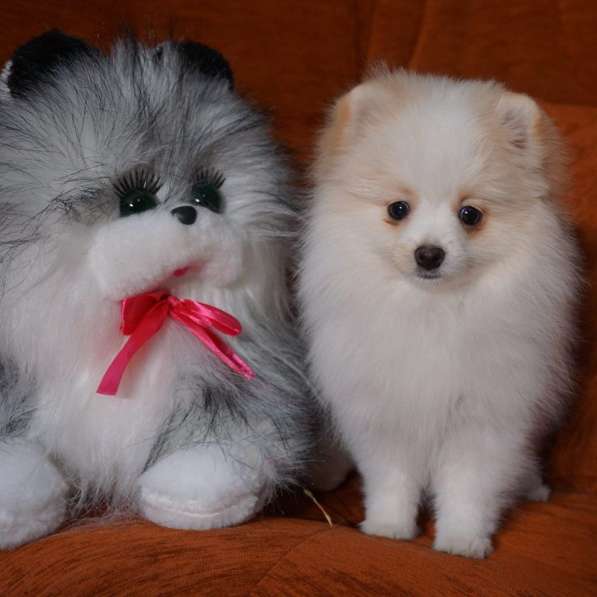 Щенки шпица в Тюмени фото 4