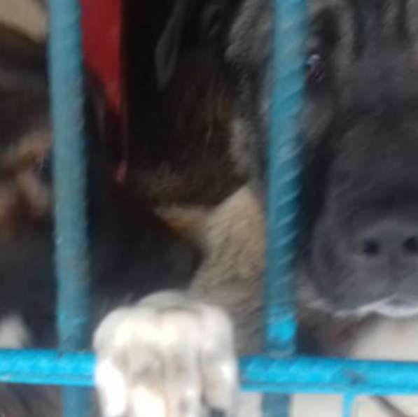 Красавец Багги хочет домой в Москве фото 7