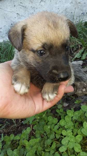 Щенки ищут хозяина в Красноярске фото 26