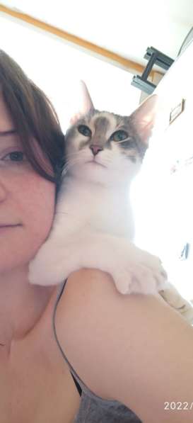 Котёнок подросток в добрые руки в Москве фото 6