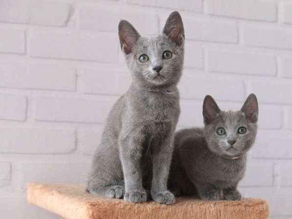 Котята Русская голубая в Тюмени фото 21